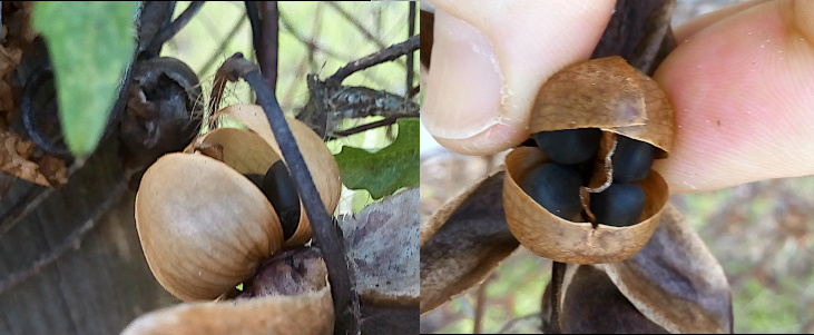 [Two photos spliced together. On the left the seedpod faces upward and one of the four segments is opened enough to see two of the four black seeds inside. On the right my finger and thumb squish the opened pod so all four of the black seeds (one in each quadrant) are visible. ]
